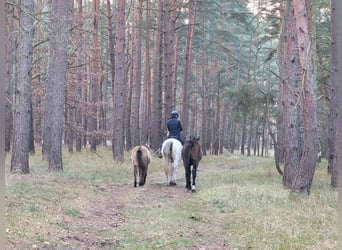 German Riding Pony, Mare, 1 year, 14,1 hh, Buckskin