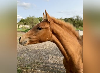 German Riding Pony, Mare, 1 year, 14.1 hh, Chestnut-Red