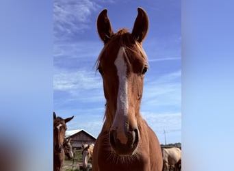 German Riding Pony, Mare, 1 year, 14.1 hh, Chestnut-Red