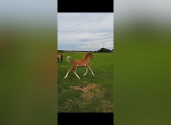 German Riding Pony, Mare, 1 year, 14,1 hh, Chestnut-Red