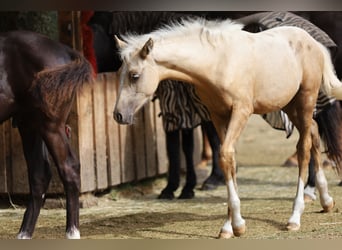 German Riding Pony, Mare, 1 year, 14.1 hh, Palomino