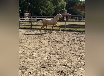 German Riding Pony, Mare, 1 year, 14.1 hh, Palomino