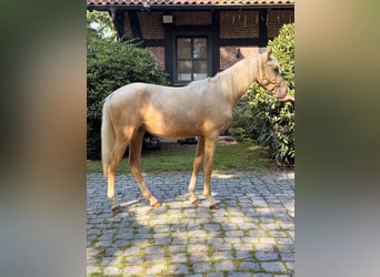 German Riding Pony, Mare, 1 year, 14.1 hh, Palomino