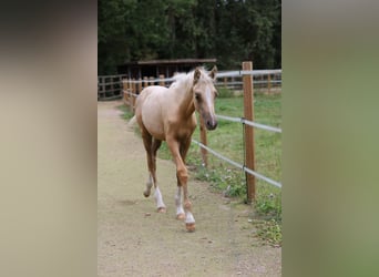 German Riding Pony, Mare, 1 year, 14.1 hh, Palomino