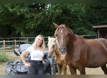 German Riding Pony, Mare, 1 year, 14.1 hh, Palomino