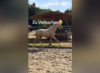 German Riding Pony, Mare, 1 year, 14.1 hh, Palomino