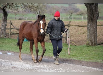 German Riding Pony Mix, Mare, 1 year, 14.2 hh, Bay-Dark