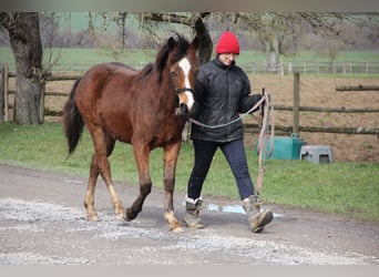 German Riding Pony Mix, Mare, 1 year, 14.2 hh, Bay-Dark