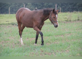 German Riding Pony Mix, Mare, 1 year, 14.2 hh, Bay-Dark