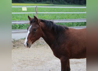German Riding Pony Mix, Mare, 1 year, 14.2 hh, Brown