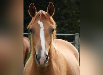 German Riding Pony, Mare, 1 year, 14,2 hh, Chestnut-Red