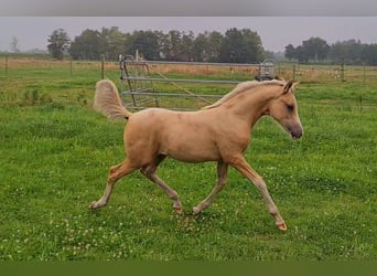 German Riding Pony, Mare, 1 year, 14.2 hh, Palomino