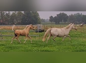 German Riding Pony, Mare, 1 year, 14.2 hh, Palomino