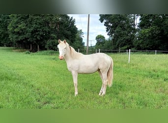 German Riding Pony, Mare, 1 year, 14.3 hh, Perlino