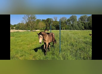 German Riding Pony, Mare, 1 year, 14 hh, Buckskin