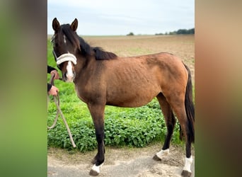 German Riding Pony Mix, Mare, 1 year, 14 hh