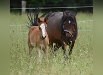 German Riding Pony, Mare, 1 year, 14 hh, Palomino