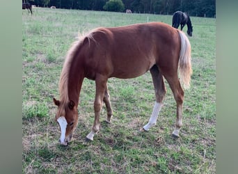 German Riding Pony, Mare, 1 year, 14 hh, Palomino