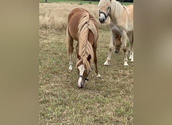German Riding Pony, Mare, 1 year, 14 hh, Palomino