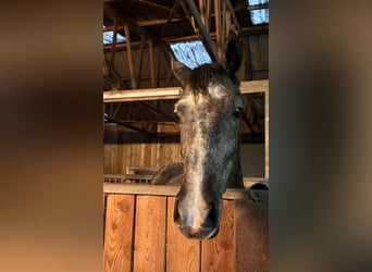 German Riding Pony, Mare, 1 year, 14,1 hh, Can be white