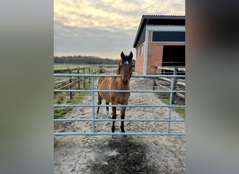 German Riding Pony, Mare, 1 year, 14,1 hh, Dun