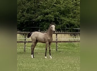 German Riding Pony, Mare, 1 year, 14,2 hh, Buckskin