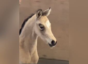 German Riding Pony, Mare, 1 year, 14,2 hh, Buckskin