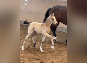 German Riding Pony, Mare, 1 year, 14,2 hh, Buckskin