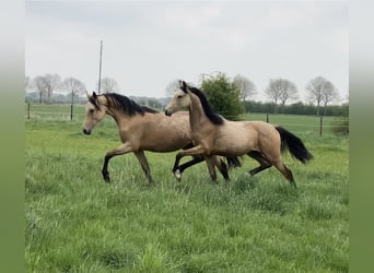 German Riding Pony, Mare, 1 year, 14,2 hh, Buckskin