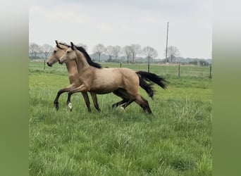German Riding Pony, Mare, 1 year, 14,2 hh, Buckskin