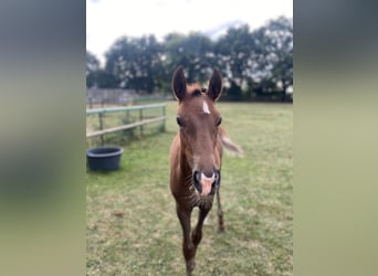 German Riding Pony, Mare, 1 year, 14,2 hh, Chestnut