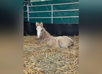 German Riding Pony, Mare, 1 year, 14,2 hh, Dunalino