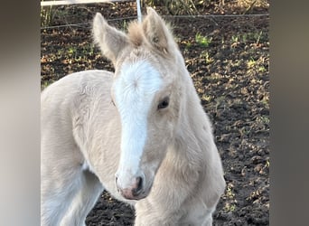 German Riding Pony, Mare, 1 year, 14,2 hh, Dunalino