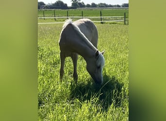 German Riding Pony, Mare, 1 year, 14,2 hh, Dunalino