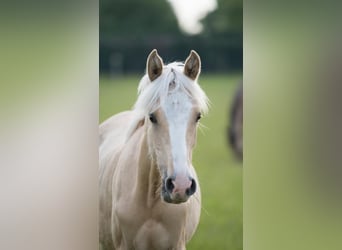 German Riding Pony, Mare, 1 year, 14,2 hh, Dunalino