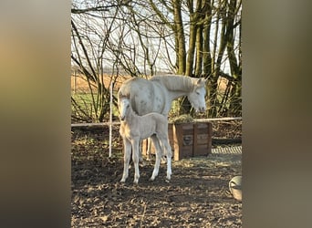 German Riding Pony, Mare, 1 year, 14,2 hh, Dunalino