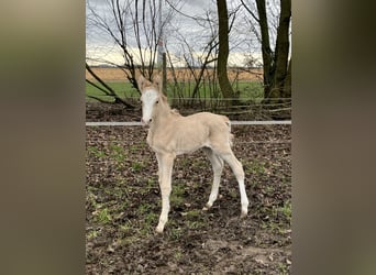 German Riding Pony, Mare, 1 year, 14,2 hh, Dunalino