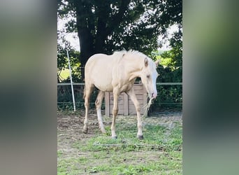German Riding Pony, Mare, 1 year, 14,2 hh, Dunalino