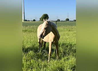 German Riding Pony, Mare, 1 year, 14,2 hh, Dunalino