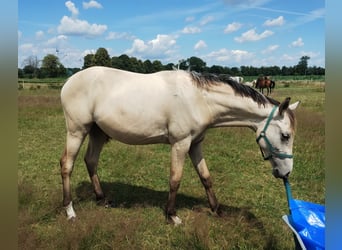 German Riding Pony, Mare, 1 year, 15.1 hh, Buckskin