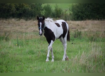 German Riding Pony, Mare, 1 year, 15.1 hh, Pinto