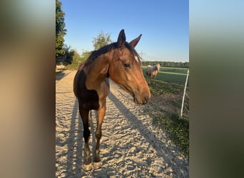 German Riding Pony, Mare, 1 year, 15,1 hh, Bay-Dark