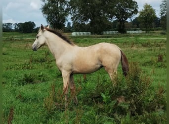 German Riding Pony, Mare, 1 year, 15,1 hh, Buckskin