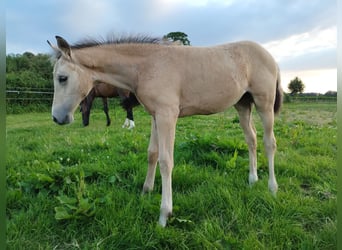 German Riding Pony, Mare, 1 year, 15,1 hh, Buckskin