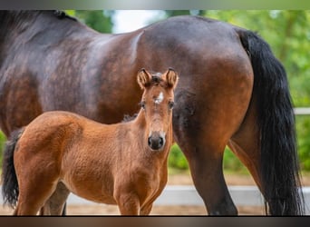 German Riding Pony, Mare, 1 year, Bay-Dark