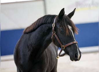 German Riding Pony, Mare, 1 year, Black