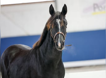 German Riding Pony, Mare, 1 year, Black