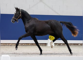 German Riding Pony, Mare, 1 year, Black
