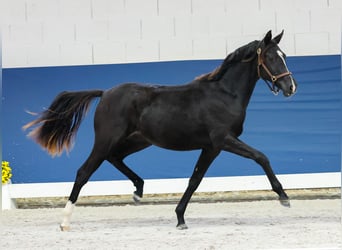German Riding Pony, Mare, 1 year, Black
