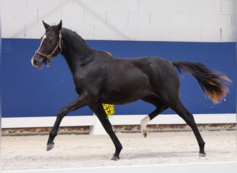 German Riding Pony, Mare, 1 year, Black